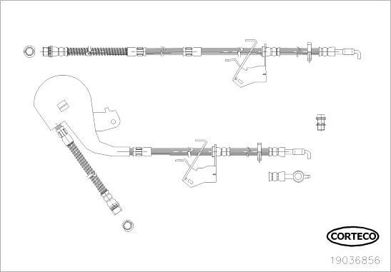 Corteco 19036856 - Furtun frana aaoparts.ro