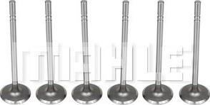 MAHLE VA0140106 - Supapa admisie aaoparts.ro